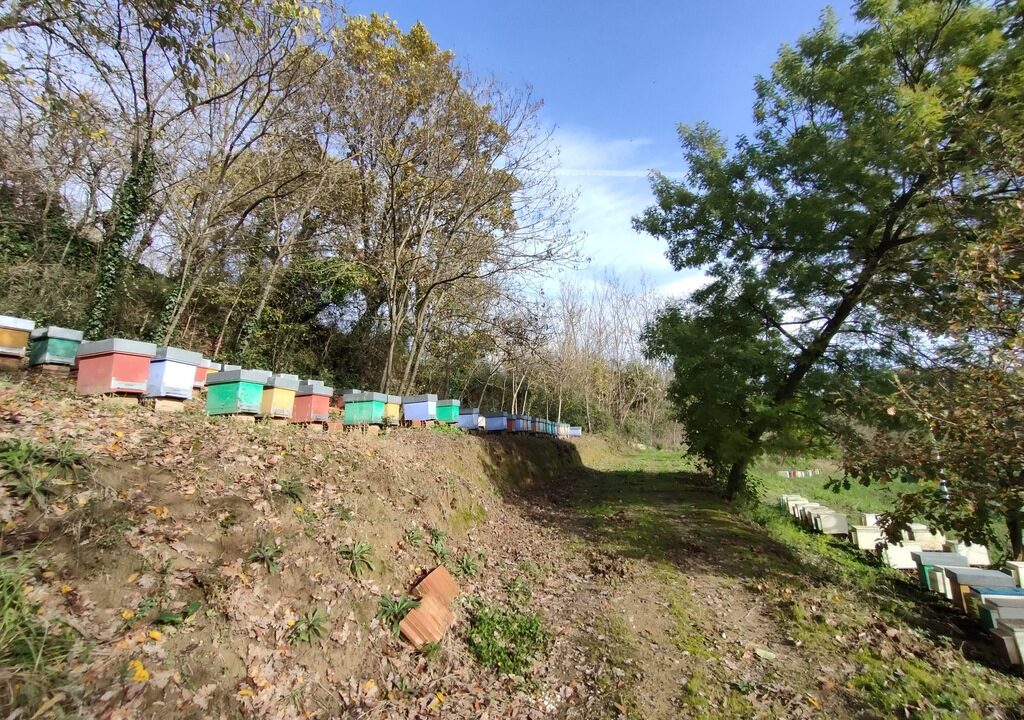 image_1